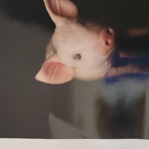Lot of 2 Pig Piglet Promotional Photos Pictures 12" x 12" - Picture 5 of 6